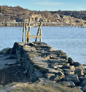 Gert Wingårdh Instagram - Lite ögonblick på Toftahalvön.

Först den lilla bäcken där småfisk redan skyggt gömmer sig. Nu har jag ått längs den här stranden i trettio år. Landhöjningen håller exakt takt med det stigande havet. Ingen noterbar förändring. Vattnet känns renare och livet om möjligt starkare. Huggormarna söker värme och sol. Nya människor vågar promenaden runt halvön. 

Igår gick dolen ner över Stens huvud vid Björnbärsholmarna.

Vinterstormar har tagit träbryggan. Vågorna slår loss den underifrån.

Fåglarna visslar att det är vår!