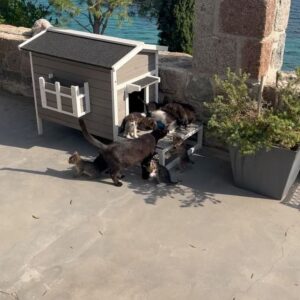 Giorgos Kapoutzidis Instagram - Παγκόσμια ημέρα γατας! Γιορτάζουμε! #cats #aegina #worldcatday
