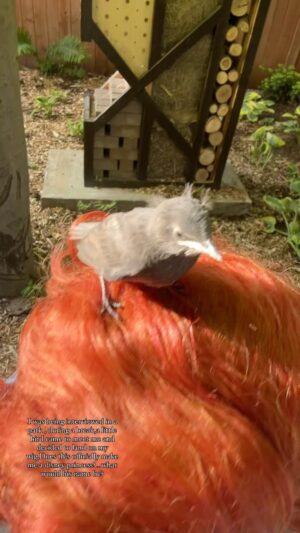 Gisèle Lullaby Instagram - 💁‍♀️New hair accessory: bird-approved.🐦

#bird #disneyprincess #montreal #mtl #drag #dragqueen #snowwhite #disney #cdr #rpdr