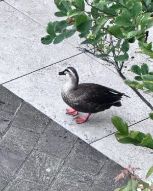 Go Youn-jung Instagram - 🦆💙
