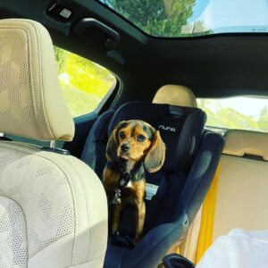 Greg Rikaart Instagram - Happy #nationaldogday to this backseat driver.  We love you, Amigo.