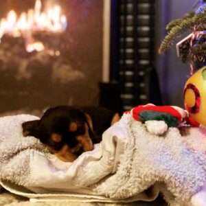 Greg Rikaart Instagram - Amigo. ❤️🐶🎄