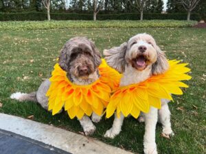 Gretchen Whitmer Instagram - national dog month. is about.. celebrating🎉 your. BEST!! FRIENDS!!
 here are. some. pawsome🐾 tips. to make..the MOST. of it.
🥾 EXTRA walks! to.. explore! new trails. and parks! 🍦 tasty treats! maybe some.. dog-safe. ice cream?? 💖💕 more cuddles! and. belly rubs.