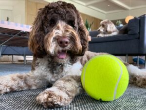 Gretchen Whitmer Instagram - national dog month. is about.. celebrating🎉 your. BEST!! FRIENDS!!
 here are. some. pawsome🐾 tips. to make..the MOST. of it.
🥾 EXTRA walks! to.. explore! new trails. and parks! 🍦 tasty treats! maybe some.. dog-safe. ice cream?? 💖💕 more cuddles! and. belly rubs.