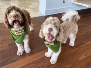 Gretchen Whitmer Instagram - national dog month. is about.. celebrating🎉 your. BEST!! FRIENDS!!
 here are. some. pawsome🐾 tips. to make..the MOST. of it.
🥾 EXTRA walks! to.. explore! new trails. and parks! 🍦 tasty treats! maybe some.. dog-safe. ice cream?? 💖💕 more cuddles! and. belly rubs.