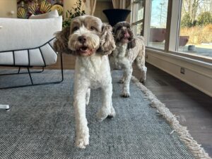 Gretchen Whitmer Instagram - national dog month. is about.. celebrating🎉 your. BEST!! FRIENDS!!
 here are. some. pawsome🐾 tips. to make..the MOST. of it.
🥾 EXTRA walks! to.. explore! new trails. and parks! 🍦 tasty treats! maybe some.. dog-safe. ice cream?? 💖💕 more cuddles! and. belly rubs.