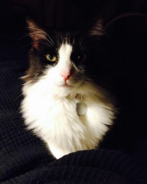 H. Alan Scott Instagram - I had to say goodbye to my little buddy today. 

I wasn’t sure if I’d want to post about this, especially so soon. But after getting home from the vet, I found myself tearfully looking at all the photos and videos of my Frasier and realized how grateful I am for the memories. So I’m doing what I do and sharing, putting words to the emotions. 

I adopted Frasier at a pivotal moment in my life. I had just finished chemo and was living on my own for the first time. I was starting over in a way, and he became a big part of that. If chemo taught me anything it’s that it’s important to show love and show it emotionally. Frasier became the outlet for that love, and I smothered him in it 24/7. By doing that, he expanded my heart, and opened me up to receiving love in return. 

Eventually Michael joined the family and, thankfully, Frasier cast his charm spell on him and the two fell hard for each other. They became my boys. Often I’d wake up and see the two of them asleep together. I’d just stand there and be grateful. This is love and, most importantly, I could see I was worthy of it. 

It’s day one, so I don’t know what I’m supposed to be feeling. It’s going to be strange to not sleep with him curled up at my feet every morning (stealing the blankets). Or watch him run for a treat the second he hears me grab my keys. Or marvel at him as he basks in the sun, belly up. Or watch him walk up and sit at my feet as I’m at my desk working, which obviously made me stop working and join him on the couch for some cuddles. (Clearly he knew what he was doing there.)

I’m going to miss him. I know it’ll get easier, but today I’m just sad. Sad and grateful. Grateful for the years of unconditional love. (Or, let’s be real, his love for me was conditional on treats, snuggles, and lots of belly rubs. But I guess I’m OK with that.)

I’ll get back to LOLs soon. In the meantime, enjoy these moments with Frasier. He deserves all the attention today. (And he really loved attention.)