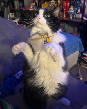 H. Alan Scott Instagram - I had to say goodbye to my little buddy today. 

I wasn’t sure if I’d want to post about this, especially so soon. But after getting home from the vet, I found myself tearfully looking at all the photos and videos of my Frasier and realized how grateful I am for the memories. So I’m doing what I do and sharing, putting words to the emotions. 

I adopted Frasier at a pivotal moment in my life. I had just finished chemo and was living on my own for the first time. I was starting over in a way, and he became a big part of that. If chemo taught me anything it’s that it’s important to show love and show it emotionally. Frasier became the outlet for that love, and I smothered him in it 24/7. By doing that, he expanded my heart, and opened me up to receiving love in return. 

Eventually Michael joined the family and, thankfully, Frasier cast his charm spell on him and the two fell hard for each other. They became my boys. Often I’d wake up and see the two of them asleep together. I’d just stand there and be grateful. This is love and, most importantly, I could see I was worthy of it. 

It’s day one, so I don’t know what I’m supposed to be feeling. It’s going to be strange to not sleep with him curled up at my feet every morning (stealing the blankets). Or watch him run for a treat the second he hears me grab my keys. Or marvel at him as he basks in the sun, belly up. Or watch him walk up and sit at my feet as I’m at my desk working, which obviously made me stop working and join him on the couch for some cuddles. (Clearly he knew what he was doing there.)

I’m going to miss him. I know it’ll get easier, but today I’m just sad. Sad and grateful. Grateful for the years of unconditional love. (Or, let’s be real, his love for me was conditional on treats, snuggles, and lots of belly rubs. But I guess I’m OK with that.)

I’ll get back to LOLs soon. In the meantime, enjoy these moments with Frasier. He deserves all the attention today. (And he really loved attention.)