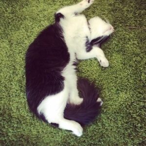 H. Alan Scott Instagram - I had to say goodbye to my little buddy today. 

I wasn’t sure if I’d want to post about this, especially so soon. But after getting home from the vet, I found myself tearfully looking at all the photos and videos of my Frasier and realized how grateful I am for the memories. So I’m doing what I do and sharing, putting words to the emotions. 

I adopted Frasier at a pivotal moment in my life. I had just finished chemo and was living on my own for the first time. I was starting over in a way, and he became a big part of that. If chemo taught me anything it’s that it’s important to show love and show it emotionally. Frasier became the outlet for that love, and I smothered him in it 24/7. By doing that, he expanded my heart, and opened me up to receiving love in return. 

Eventually Michael joined the family and, thankfully, Frasier cast his charm spell on him and the two fell hard for each other. They became my boys. Often I’d wake up and see the two of them asleep together. I’d just stand there and be grateful. This is love and, most importantly, I could see I was worthy of it. 

It’s day one, so I don’t know what I’m supposed to be feeling. It’s going to be strange to not sleep with him curled up at my feet every morning (stealing the blankets). Or watch him run for a treat the second he hears me grab my keys. Or marvel at him as he basks in the sun, belly up. Or watch him walk up and sit at my feet as I’m at my desk working, which obviously made me stop working and join him on the couch for some cuddles. (Clearly he knew what he was doing there.)

I’m going to miss him. I know it’ll get easier, but today I’m just sad. Sad and grateful. Grateful for the years of unconditional love. (Or, let’s be real, his love for me was conditional on treats, snuggles, and lots of belly rubs. But I guess I’m OK with that.)

I’ll get back to LOLs soon. In the meantime, enjoy these moments with Frasier. He deserves all the attention today. (And he really loved attention.)