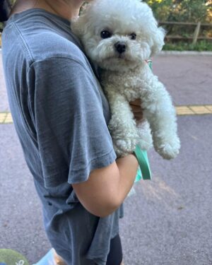 Han Hye-yeon Instagram - 𝕋ℍ𝔼 ℂ𝕌𝕋𝔼𝕊𝕋 ℝ𝕌ℕℕ𝕀ℕ𝔾 𝕄𝔸𝕋𝔼 🐶🐶
있잖아 너 분명히 걷는다고 했잖아 어뜩할래 ~~;;;
집에 가까? ㅋㅋㅋㅋㅋㅋㅋ stop & go 를 백번하다 결국 안고 
남산행 7km 오운완🏃‍♀️ 그래두 고마웠어 모래 주머니 효과😅

#인생뭐있어 #타협하지않는삶 #모닝루틴 #오운완
