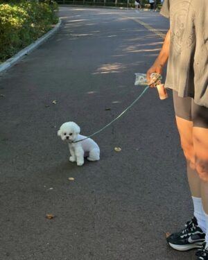 Han Hye-yeon Instagram - 𝕋ℍ𝔼 ℂ𝕌𝕋𝔼𝕊𝕋 ℝ𝕌ℕℕ𝕀ℕ𝔾 𝕄𝔸𝕋𝔼 🐶🐶
있잖아 너 분명히 걷는다고 했잖아 어뜩할래 ~~;;;
집에 가까? ㅋㅋㅋㅋㅋㅋㅋ stop & go 를 백번하다 결국 안고 
남산행 7km 오운완🏃‍♀️ 그래두 고마웠어 모래 주머니 효과😅

#인생뭐있어 #타협하지않는삶 #모닝루틴 #오운완