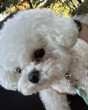 Han Hye-yeon Instagram - 𝕋ℍ𝔼 ℂ𝕌𝕋𝔼𝕊𝕋 ℝ𝕌ℕℕ𝕀ℕ𝔾 𝕄𝔸𝕋𝔼 🐶🐶
있잖아 너 분명히 걷는다고 했잖아 어뜩할래 ~~;;;
집에 가까? ㅋㅋㅋㅋㅋㅋㅋ stop & go 를 백번하다 결국 안고 
남산행 7km 오운완🏃‍♀️ 그래두 고마웠어 모래 주머니 효과😅

#인생뭐있어 #타협하지않는삶 #모닝루틴 #오운완