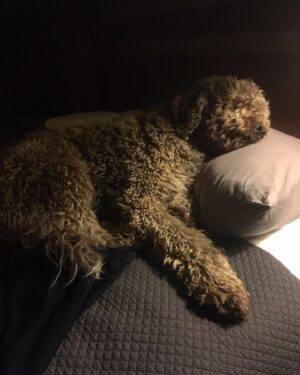 Hannah Gadsby Instagram - My boy Doug died. He was so earnest and so sweet and so leggy. A very special soul who was my shepherd through some very difficult years… and he always made me laugh. I am very sad. I don’t know what else to say…#ripdoug