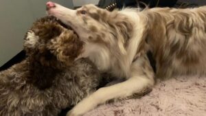 Hannah Gadsby Instagram - Less than two weeks until Something Special drops on Netflix…here’s a little trailer for you in the meantime…and if you scroll over there’s a picture of my puppy trying to fit their whole head into another dog’s mouth. Classic.