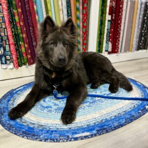 Harvey Fierstein Instagram - Dropped into #COTTON CANDY FABRICS and BoBo fell in love with this sample throw rug made from a "Jelly Roll". Guess who will be making him one of his own? Good luck, Charlie!