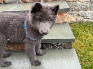 Harvey Fierstein Instagram - Meet BoBo the newest member of my pack. A Blue Bay Shepherd. Amazing puppy
