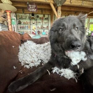 Harvey Fierstein Instagram - BoBo got me a bouquet of feathers for Mother's Day. Unfortunately, they were from inside the couch!