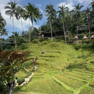 Helena Costa Instagram - Que sítio incrível! #cretya #ubud