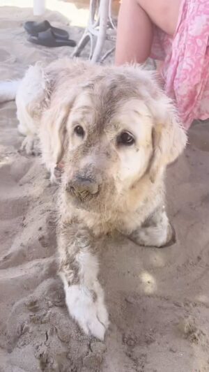 Henri Alén Instagram - Koira beach 😗

Tänään oli unelmapäivä @selja_the_dog kun mentiin eläimille tarkoitetulle @sabbiadoro_baumiaobeach . Oli buffet, suihkupaikat ja viilennys-systeemit karvaturreille. Paikalla oli kaikenkarvaista väkeä ja lounastakin sai syödä omassa rauhassa. Ihan huikea paikka❤️

#koirabeach #italia #vamosalaplaya #selja #tähtihetket #pesuhommat #sabbiadorobaumiao