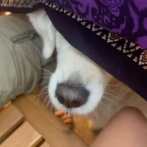 Henri Alén Instagram - Lomahommat

Kun pääsee ammattikeittiöstä lomille niin parasta on silloinkin ruoka. Toreilla pörrääminen ja herkuttelu. Italia harvoin pettää näissä asioissa ja eilen suuntasin Guardiagreleen aamu zufeelle, sitten torille ja pikku porchettan kautta grillaamaan Abruzzon perinneherkkuja arrostichinejä eli mittaan tehtyjä vartaita joille on täällä joka kulmassa oma grilli. 

Tänään suuntana koiraranta jotta sepukka pääsee uimaan. Saa nähdä tuleeko porttikielto kun peto pääsee irti..

#italia #abbruzzo #loma #syömishommat