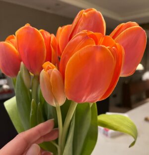 Hikaru Utada Instagram - 大きなチューリップと同じ茎から最近咲いた赤ちゃんチューリップ

A tulip with a little baby tulip growing on the same stem 💕