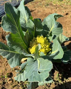 Hiroyuki Ikeuchi Instagram - 苗植え🌱早くジャガイモこないかなー
@ike.s.farm