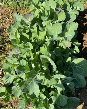 Hiroyuki Ikeuchi Instagram - 苗植え🌱早くジャガイモこないかなー
@ike.s.farm