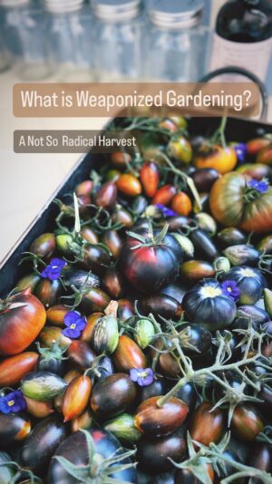 Indy Srinath Instagram - 🍅🤟🏾Okay so before I start sharing some of my radical harvests, I want to share the not so radical idea of : weaponized gardens (boooo,hisss). I know the homelessness crisis isn’t going to be solved online or overnight, but using gardens to displace humans is just *gross*. If you see these cropping up (ha !) in your neighborhood, I encourage you to organize a meeting to find alternatives ✨🤟🏾
.
.
#gardeninspo #housingisahumanright