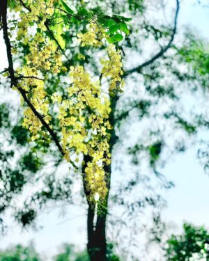 Iresh Zaker Instagram - 
