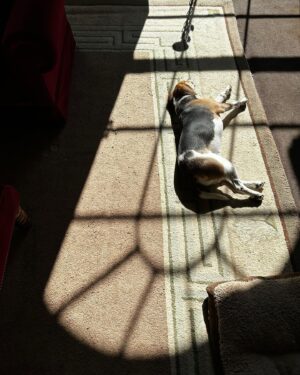 Jack Reynor Instagram - How much is that doggie in the window…?