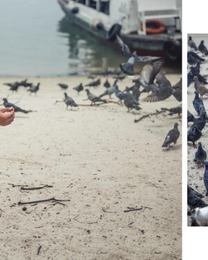Jacob Hsiao Instagram - Seabirds, fly home. 

Photography: @alexleephotographer