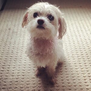 Jaime Murray Instagram - #loveyourpetday today & every day! 💕🐶🥰 Lulu I love you so so much, you are the sweetest, funniest, smartest little fur ball in the world. You are a little Angel sent to love and seduce all who cross your path. You blow my heart wide open every single day and I feel so blessed that you trotted into my life. You make everything so much better on a daily basis and if that makes me a crazy dog lady then so be it because I’m crazy for you and your crazy cuteness! So grateful for you today and every day ❤️🐶🙏🥰🐶😘 #grateful #blessed #crazydoglady