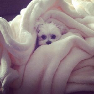 Jaime Murray Instagram - #loveyourpetday today & every day! 💕🐶🥰 Lulu I love you so so much, you are the sweetest, funniest, smartest little fur ball in the world. You are a little Angel sent to love and seduce all who cross your path. You blow my heart wide open every single day and I feel so blessed that you trotted into my life. You make everything so much better on a daily basis and if that makes me a crazy dog lady then so be it because I’m crazy for you and your crazy cuteness! So grateful for you today and every day ❤️🐶🙏🥰🐶😘 #grateful #blessed #crazydoglady