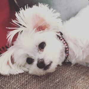 Jaime Murray Instagram - #loveyourpetday today & every day! 💕🐶🥰 Lulu I love you so so much, you are the sweetest, funniest, smartest little fur ball in the world. You are a little Angel sent to love and seduce all who cross your path. You blow my heart wide open every single day and I feel so blessed that you trotted into my life. You make everything so much better on a daily basis and if that makes me a crazy dog lady then so be it because I’m crazy for you and your crazy cuteness! So grateful for you today and every day ❤️🐶🙏🥰🐶😘 #grateful #blessed #crazydoglady