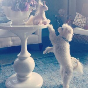 Jaime Murray Instagram - #loveyourpetday today & every day! 💕🐶🥰 Lulu I love you so so much, you are the sweetest, funniest, smartest little fur ball in the world. You are a little Angel sent to love and seduce all who cross your path. You blow my heart wide open every single day and I feel so blessed that you trotted into my life. You make everything so much better on a daily basis and if that makes me a crazy dog lady then so be it because I’m crazy for you and your crazy cuteness! So grateful for you today and every day ❤️🐶🙏🥰🐶😘 #grateful #blessed #crazydoglady