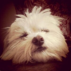 Jaime Murray Instagram - #loveyourpetday today & every day! 💕🐶🥰 Lulu I love you so so much, you are the sweetest, funniest, smartest little fur ball in the world. You are a little Angel sent to love and seduce all who cross your path. You blow my heart wide open every single day and I feel so blessed that you trotted into my life. You make everything so much better on a daily basis and if that makes me a crazy dog lady then so be it because I’m crazy for you and your crazy cuteness! So grateful for you today and every day ❤️🐶🙏🥰🐶😘 #grateful #blessed #crazydoglady