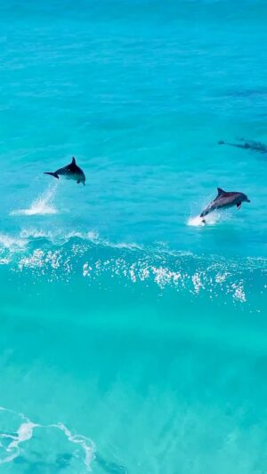 Jaimen Hudson Instagram - Dolphin bliss 🐬🙌🏻
.
Esperance, Western Australia
.
#dolphin #nature #surfing #australia #wildlife
