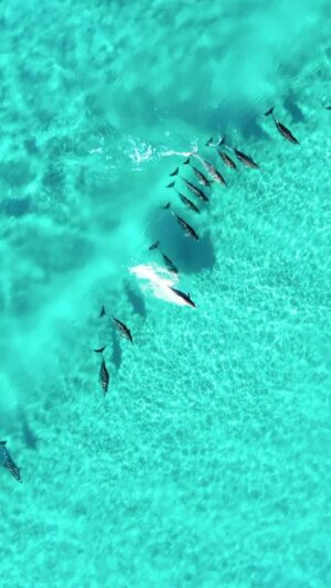 Jaimen Hudson Instagram - Dolphins cruising the crystal 💎
.
Dolphin pod surfing the clear coastline, Esperance Western Australia
.
#dolphins #australia #surf #beach #drone