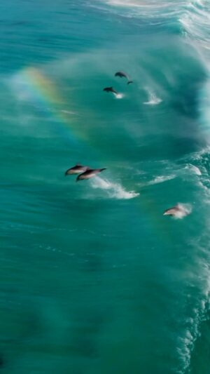 Jaimen Hudson Instagram - Dolphins surf through a rainbow 🐬🌈
.
Esperance, Western Australia 
.
#rainbow #dolphin #surfing #nature #ocean