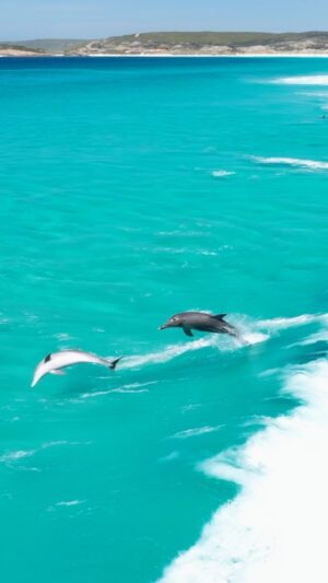 Jaimen Hudson Instagram - Flow state 🐬
.
Dolphins surfing the turquoise waves Esperance is famous for 💦
.
Esperance, Western Australia
.
#dolphins #surf #nature #wildlife #australia