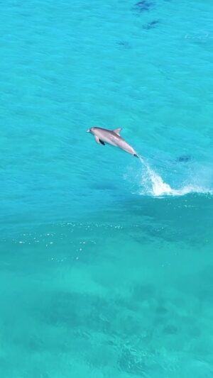 Jaimen Hudson Instagram - Surfers paradise 🐬
.
Dolphin surfing, Esperance, Western Australia
.
#dolphins #surfing #ocean #nature #wildanimals