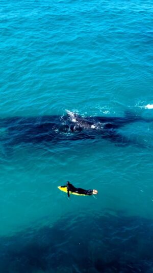 Jaimen Hudson Instagram - Surfing with Southern Right whales 🏄🏼‍♂️ 🐳
.
 @damopansini enjoying some winter waves with the locals
.
Esperance, Western Australia.