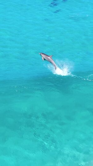 Jaimen Hudson Instagram - Share this with someone that loves nature 🐬
.
Bottlenose Dolphin reaching for the stars, Esperance Western Australia
.
#dolphin #wildlife #nature #australia #wildlifephotography #ocean