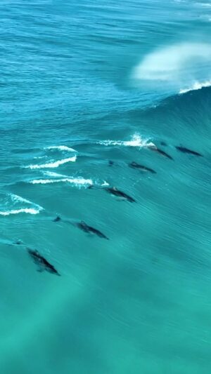 Jaimen Hudson Instagram - Happy Mother’s Day to the big Mama Nature 🐬🫶🏼
.
Here’s a couple of dolphins carving a few waves in magnificent Esperance, Western Australia 🤙🏼
