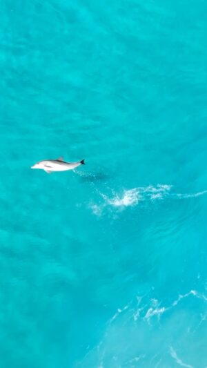 Jaimen Hudson Instagram - Natures body surfers 🐬
.
Dolphins surfing the crystal clear water, Esperance Western Australia
.
#dolphin #australia #nature #ocean #wildlife