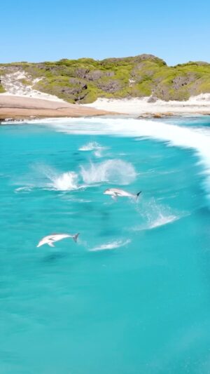 Jaimen Hudson Instagram - Surf, eat, sleep, repeat 🐬
.
Life of a dolphin, Esperance Western Australia 
.
#dolphin #surf #nature #wildlife