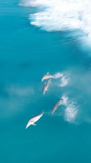 Jaimen Hudson Instagram - Dolphin dreams 🐬
.
Surf time at the local dolphin wave pool 🤙🏼
.
#dolphin #nature #ocean #wildlife