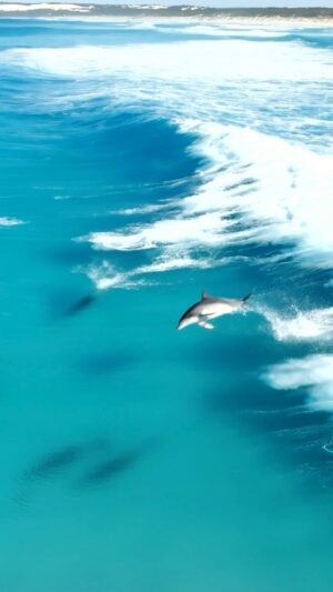 Jaimen Hudson Instagram - Dolphin cove 🐬
.
Dolphins surfing, Esperance WA
.
#dolphins #australia #nature #ocean #wildlife
