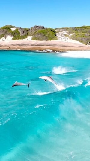 Jaimen Hudson Instagram - Dolphin party 🎉
.
Looking forward to getting home to Esperance and filming some of these again soon… In the meantime, here is one I prepared earlier 🐬
.
#dolphins #surfing #ocean #australia