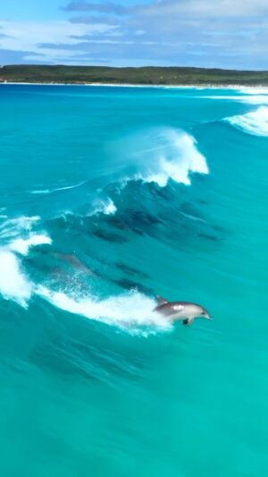 Jaimen Hudson Instagram - Dolphins surfing 🐬
.
Esperance Western Australia 
.
#dolphins #surf #nature #ocean #australia
